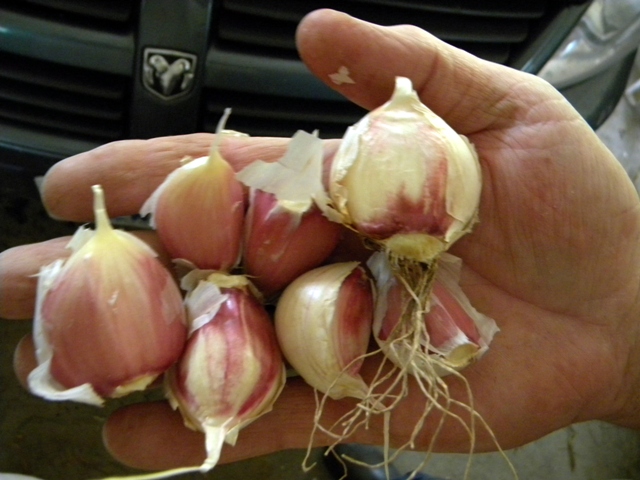 Select Garlic Bulbs chosen for Seed   Photo by r.a. kukkee