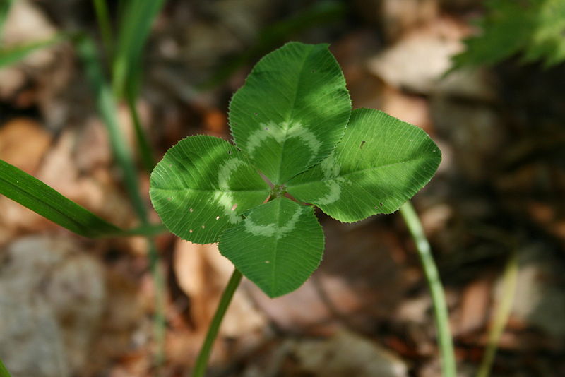 The luck of the Irish, a 4-leafed clover