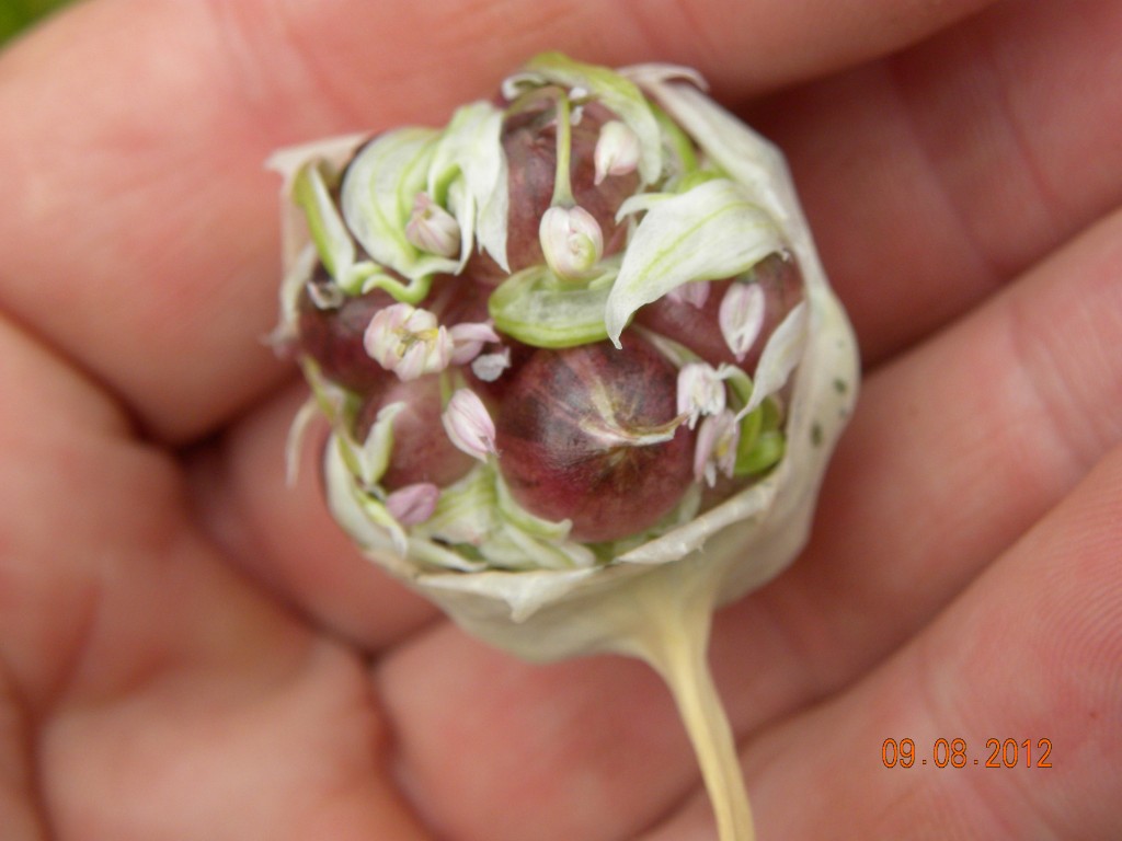 a floret of well-developed garlic bulbils