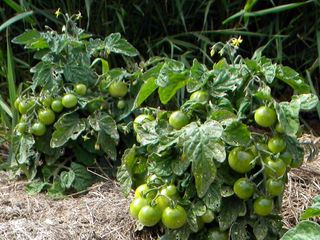 Tiny Tim Cherry Tomatoes on the Huegelkultur First Season 