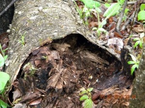 White Paper Birch log decaying on forest floor