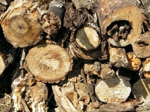 Poplar logs in Varying states of decay