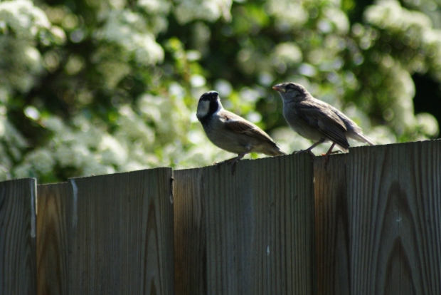 Chatter at the Back Fence