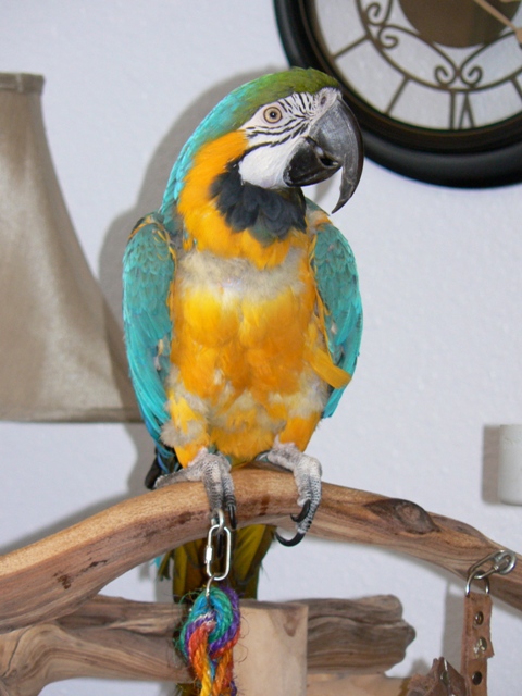 A Macaw named Miko