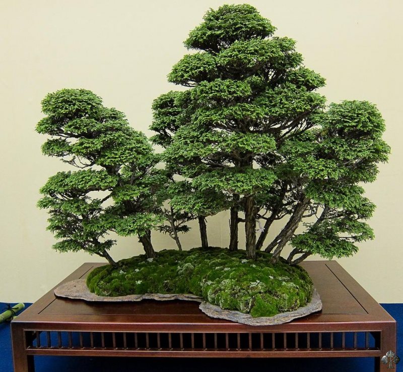 A beautiful bonsai forest